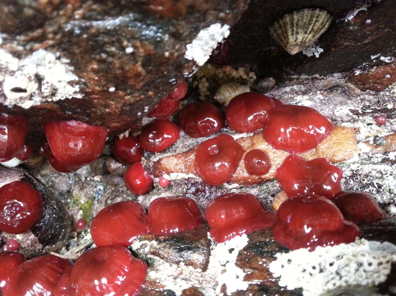 Een kolonie Actinia equina